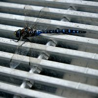 Dragonfly On A Grate - Richard Krieger